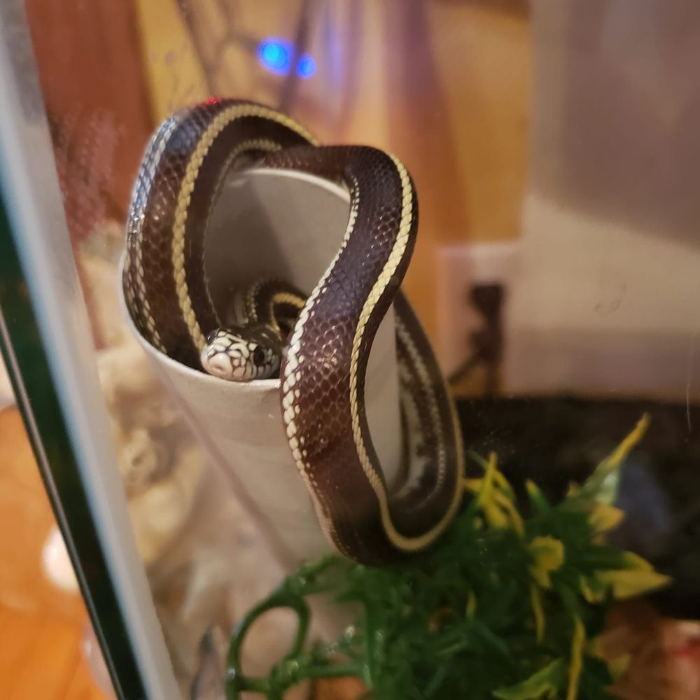 Meet your Posher, Callixto